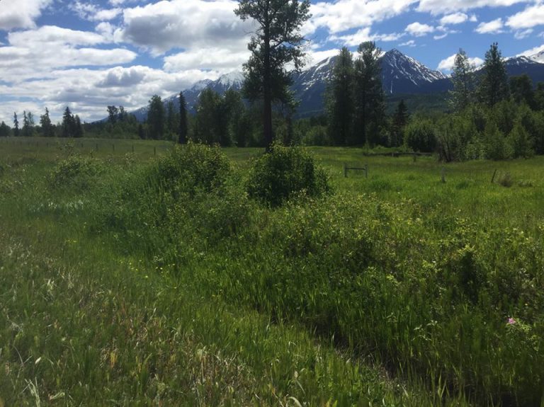 Bulkley Valley and Lakes District Weather Update, July 6th